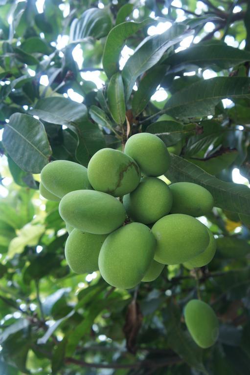 Cashew Nut Village Бофут Екстериор снимка