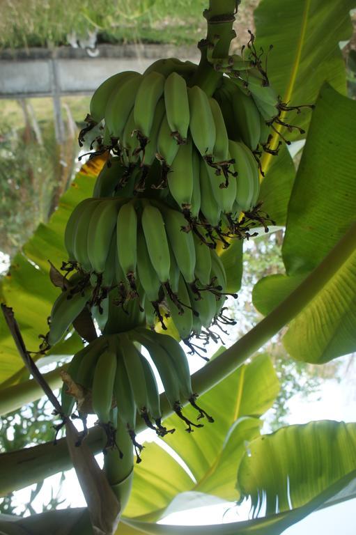 Cashew Nut Village Бофут Екстериор снимка