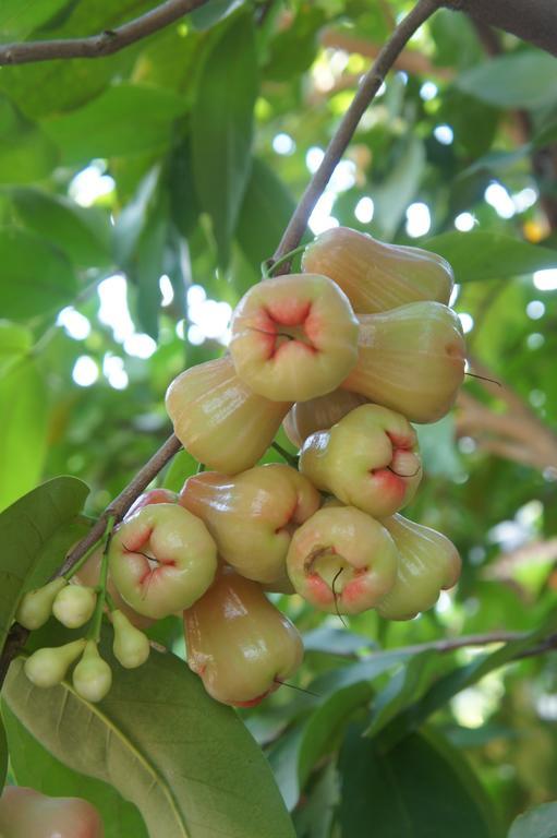 Cashew Nut Village Бофут Екстериор снимка